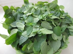 Mint cordial - Leaves